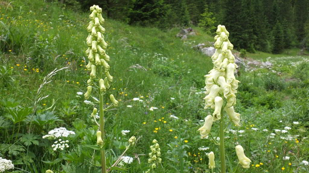 Aconitum lycoctonum subsp. vulparia / Аконит (борец) волчий