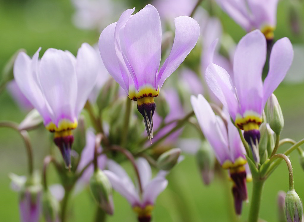 Dodecatheon meadia / Додекатеон обыкновенный