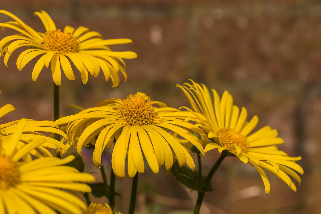 Doronicum orientale / Дороникум восточный