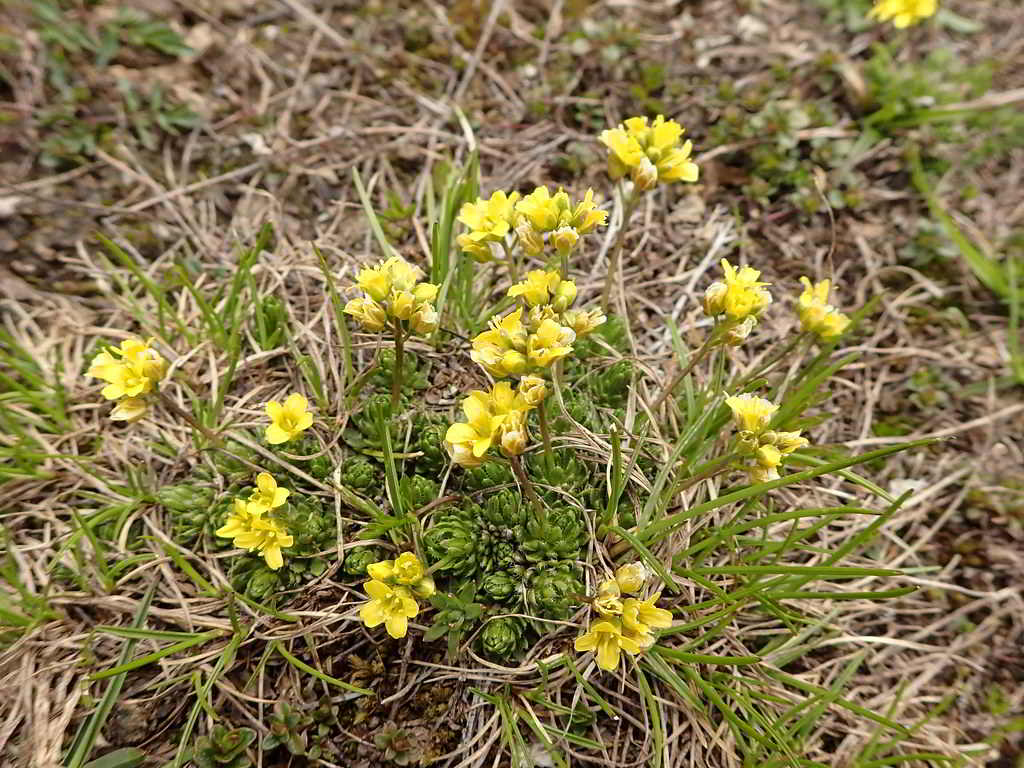 Draba aizoides / Драба вечнозелёная