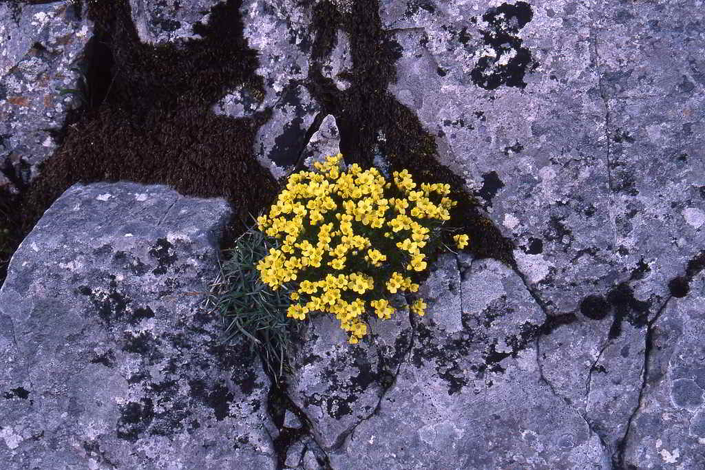 Draba bruniifolia subsp. bruniifolia / Драба разнолистная