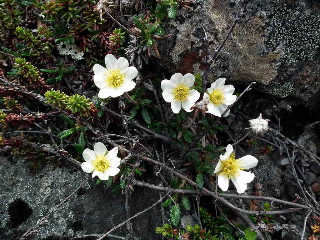 Dryas octopetala subsp. octopetala / Дриада восьмилепестная