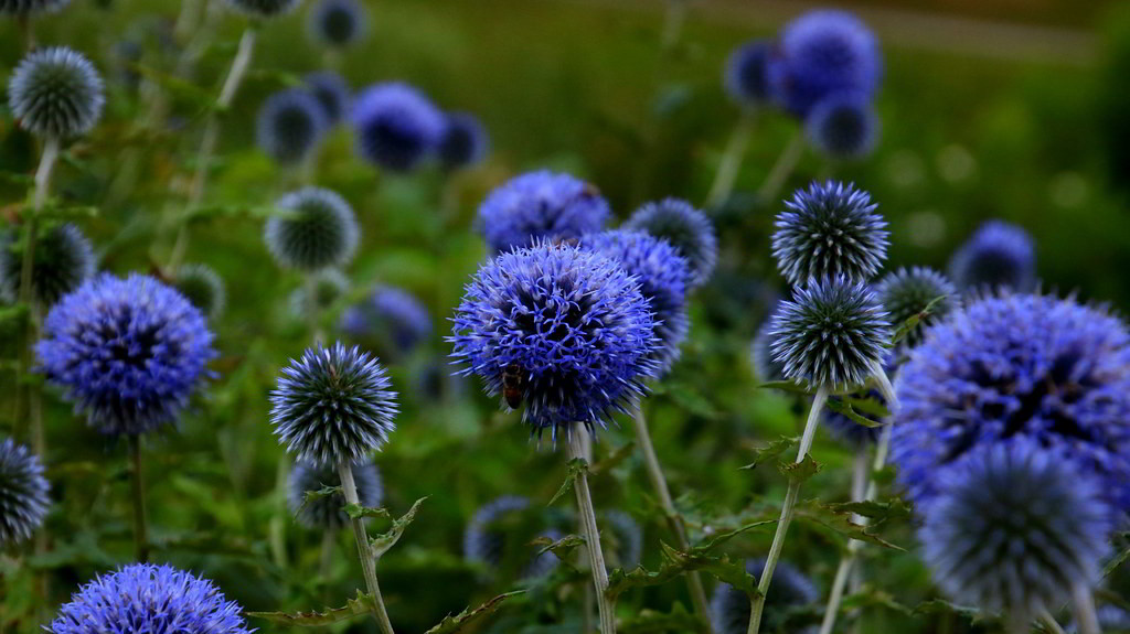 Echinops bannaticus / Мордовник баннатийский