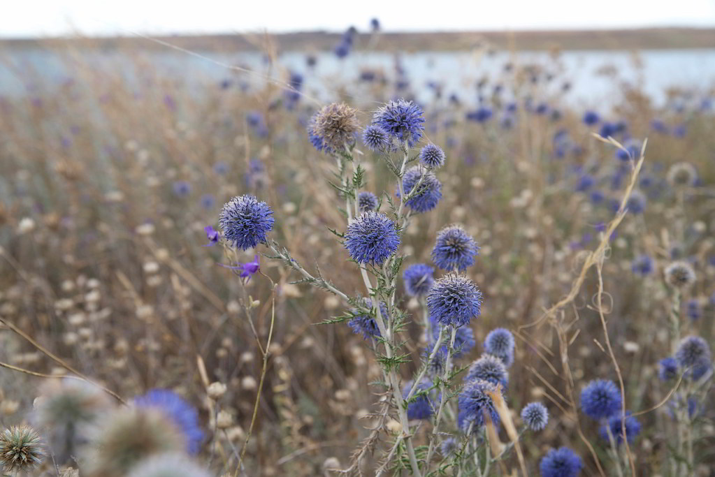 Echinops ritro subsp. ritro / Мордовник обыкновенный