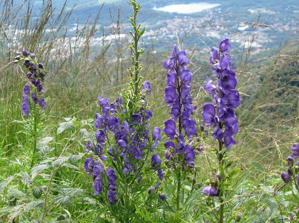 Aconitum napellus subsp. napellus / Аконит (борец) клобучковый