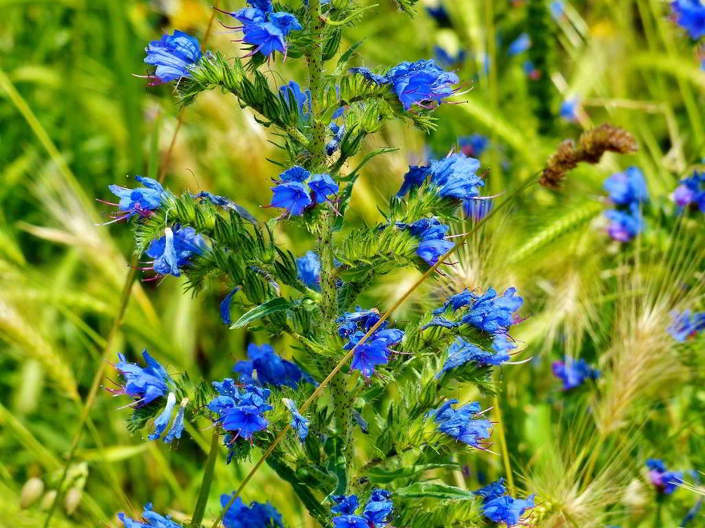 Echium vulgare / Синяк обыкновенный