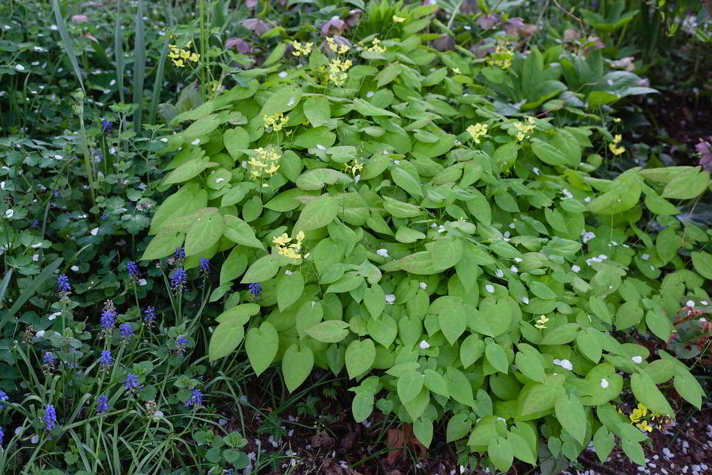 Epimedium x perralchicum «Frohnleiten» / Эпимедиум (горянка) гибридный «Frohnleiten»