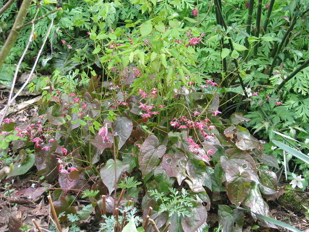 Epimedium x rubrum / Эпимедиум (горянка) красный