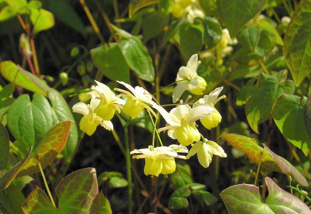 Epimedium x versicolor / Эпимедиум (горянка) разноцветный