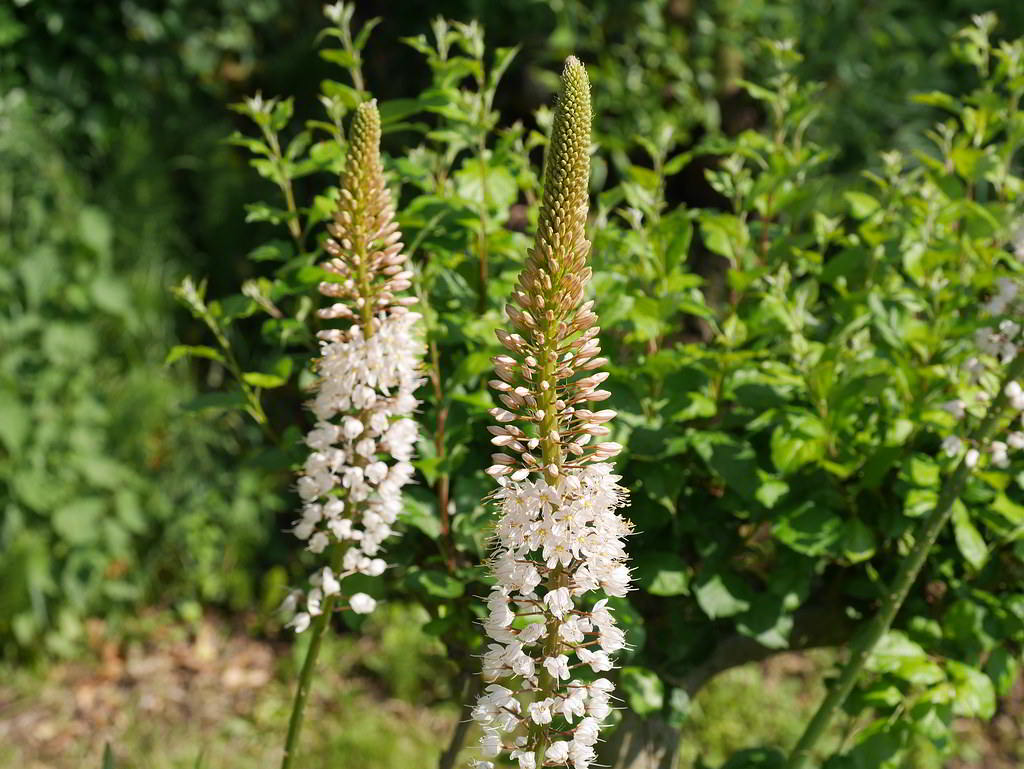 Eremurus himalaicus / Эремурус гималайский