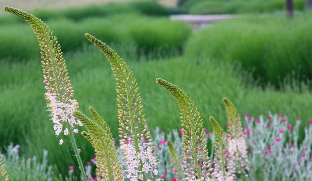 Eremurus robustus / Эремурус мощный