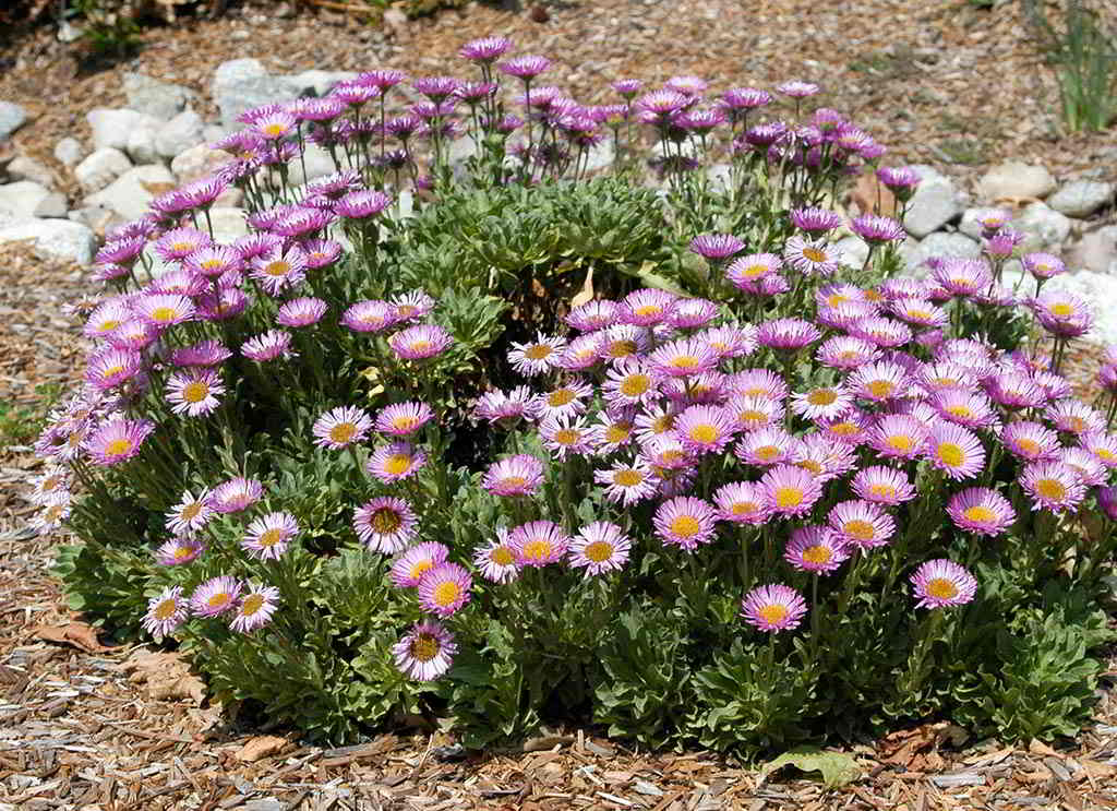 Erigeron Cultivars / Эригерон (мелколепестник) гибридный