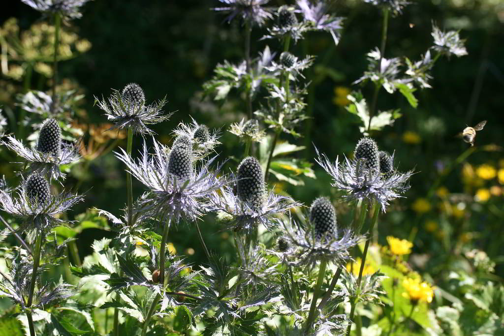 Eryngium alpinum / Синеголовик альпийский