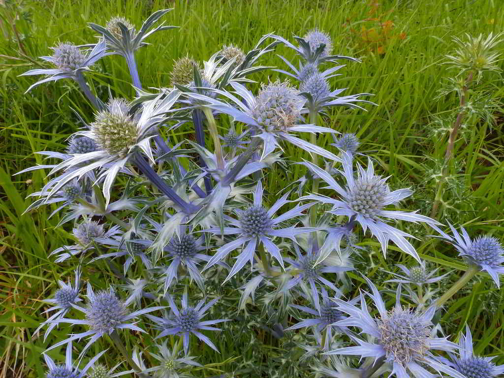 Eryngium planum «Blauer Zwerg» / Синеголовик плосколистный «Blauer Zwerg»