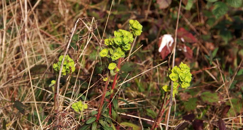 Euphorbia amygdaloides «Purpurea» / Эуфорбия (молочай) Гриффита «Purpurea»