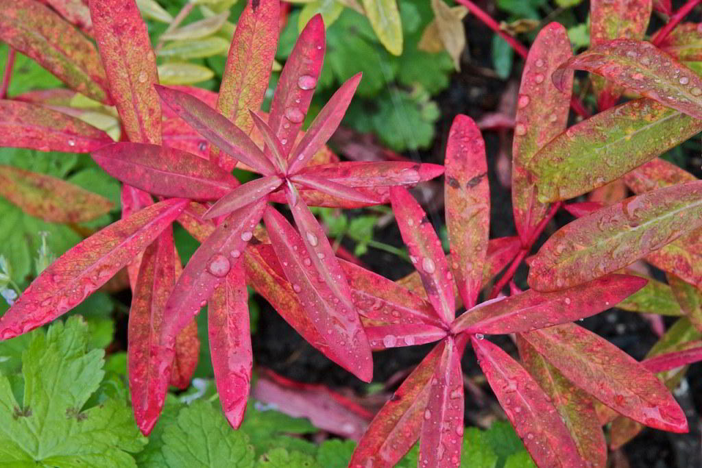 Euphorbia griffithii «Fireglow» / Эуфорбия (молочай) Гриффита «Fireglow»