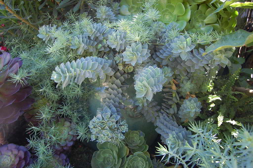 Euphorbia myrsinites / Эуфорбия (молочай) миртолистная