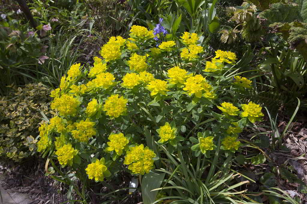 Euphorbia polychroma / Эуфорбия (молочай) многоцветная