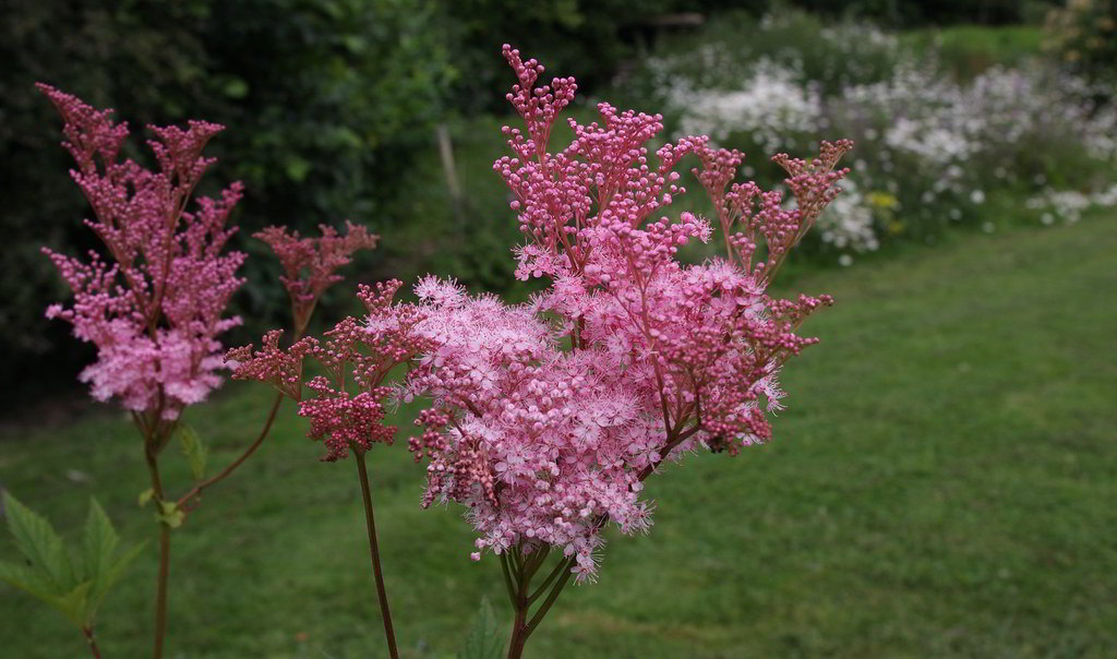 Filipendula rubra «Venusta» / Лабазник красный «Venusta»