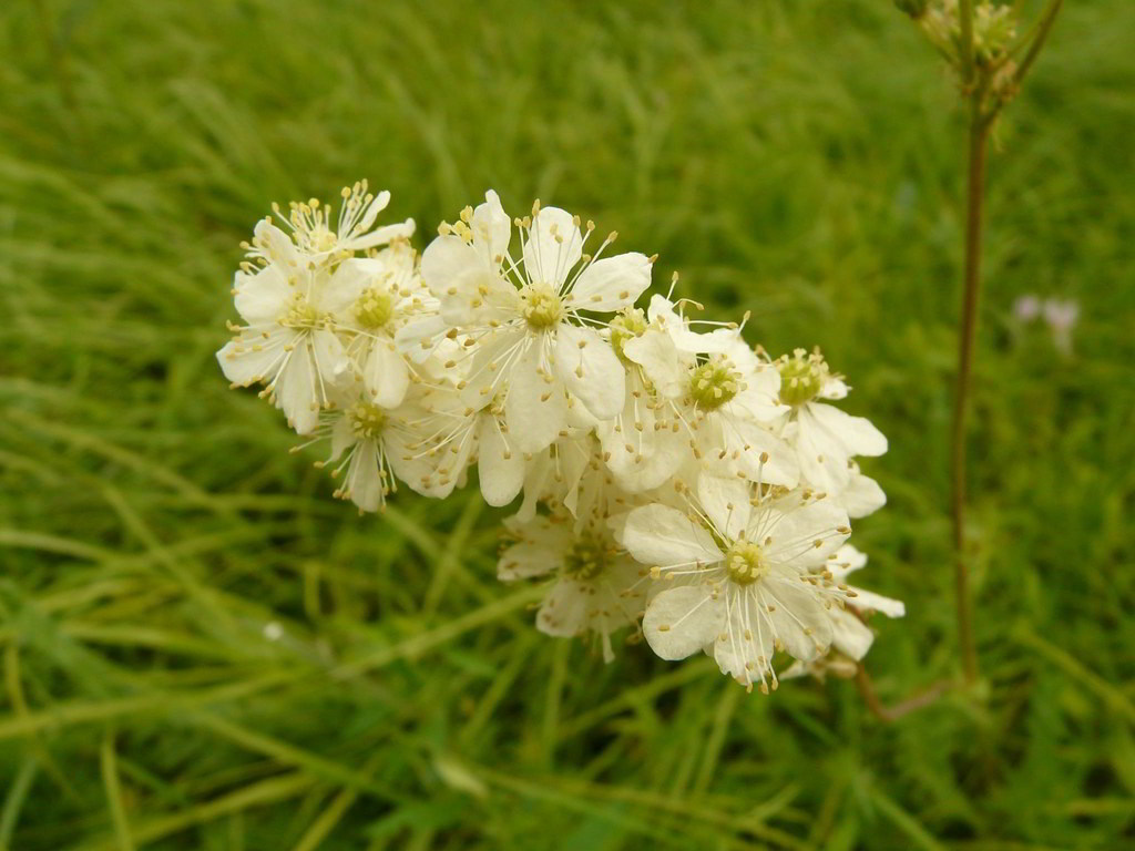 Filipendula vulgaris «Plena» / Лабазник обыкновенный «Plena»