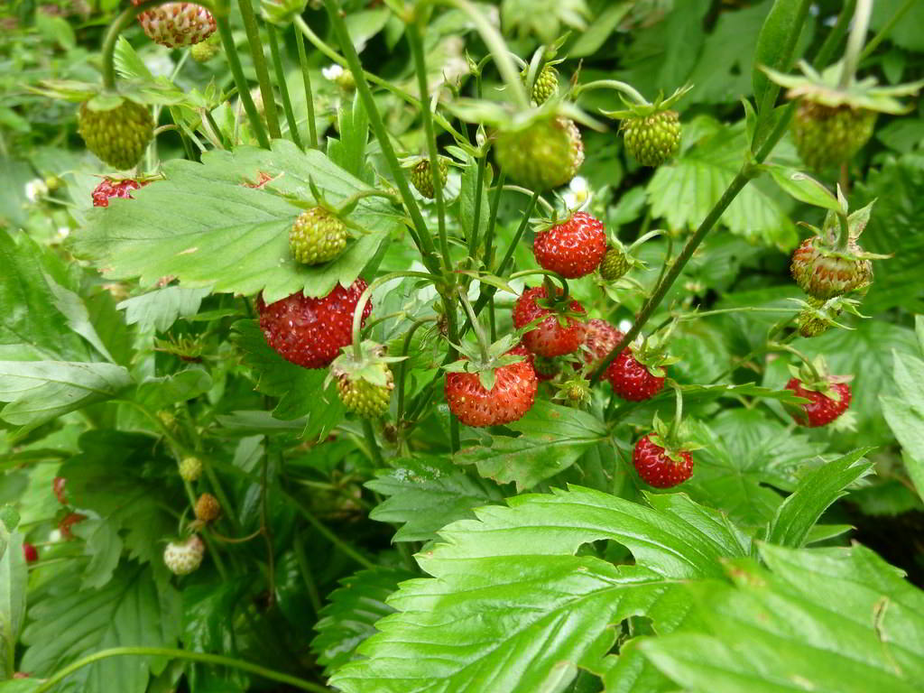 Fragaria vesca var. vesca / Земляника лесная