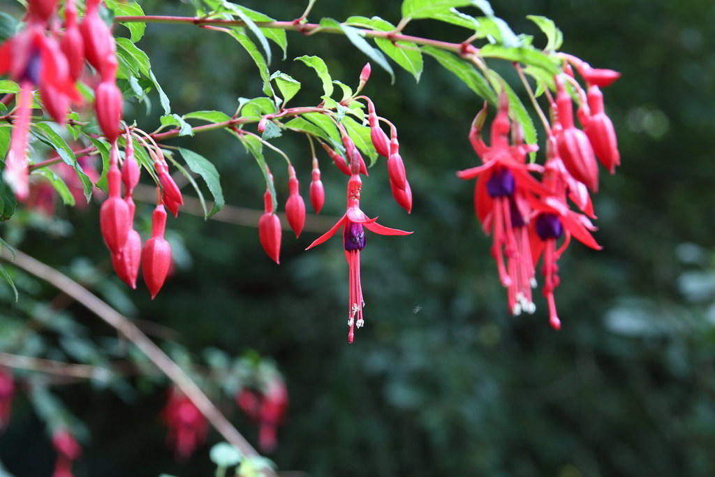 Fuchsia magellanica var. gracilis / Фуксия магелланская