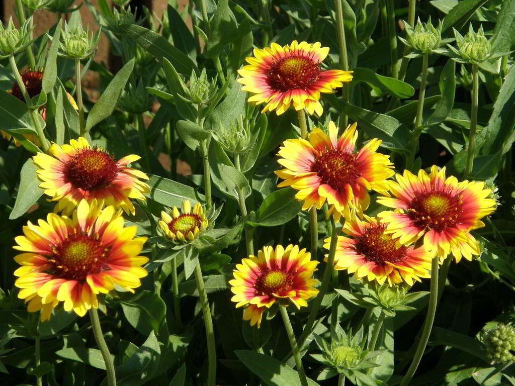 Gaillardia x grandiflora / Гайлардия крупноцветковая