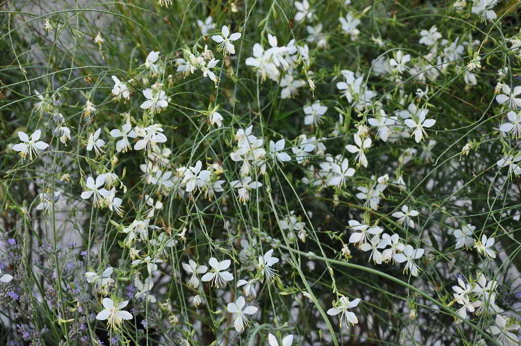 Gaura lindheimeri / Гаура Линдхеймера