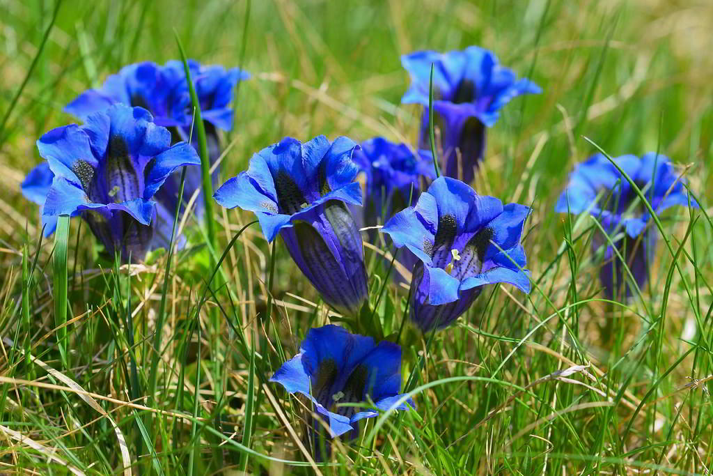 Gentiana acaulis / Горечавка бесстебельная