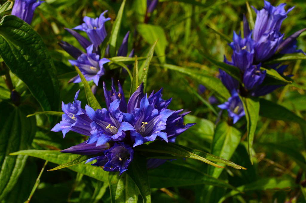 Gentiana asclepiadea / Горечавка ластовневая