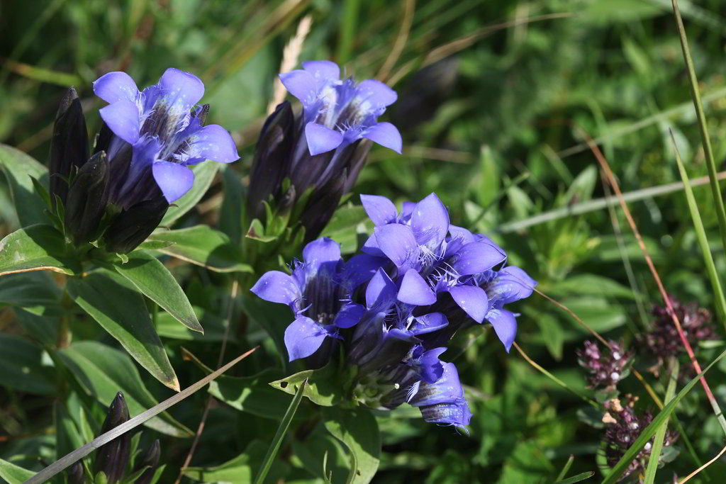 Gentiana septemfida var. lagodechiana / Горечавка семираздельная