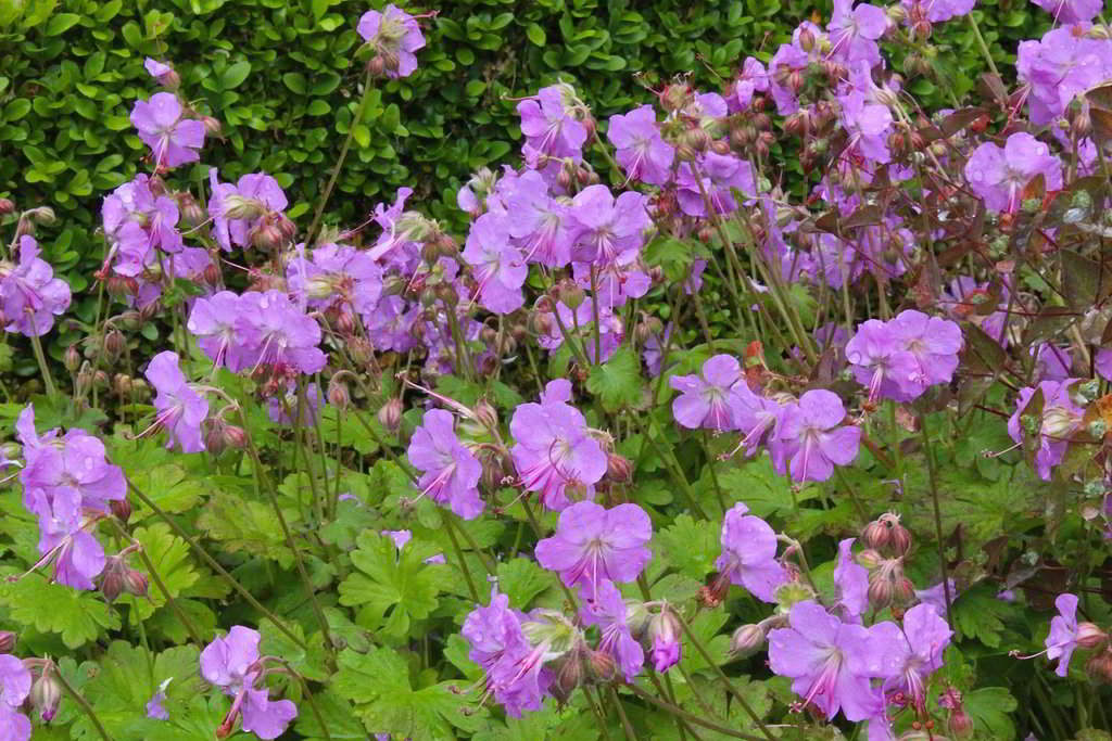 Geranium x cantabrigiense / Герань гибридная