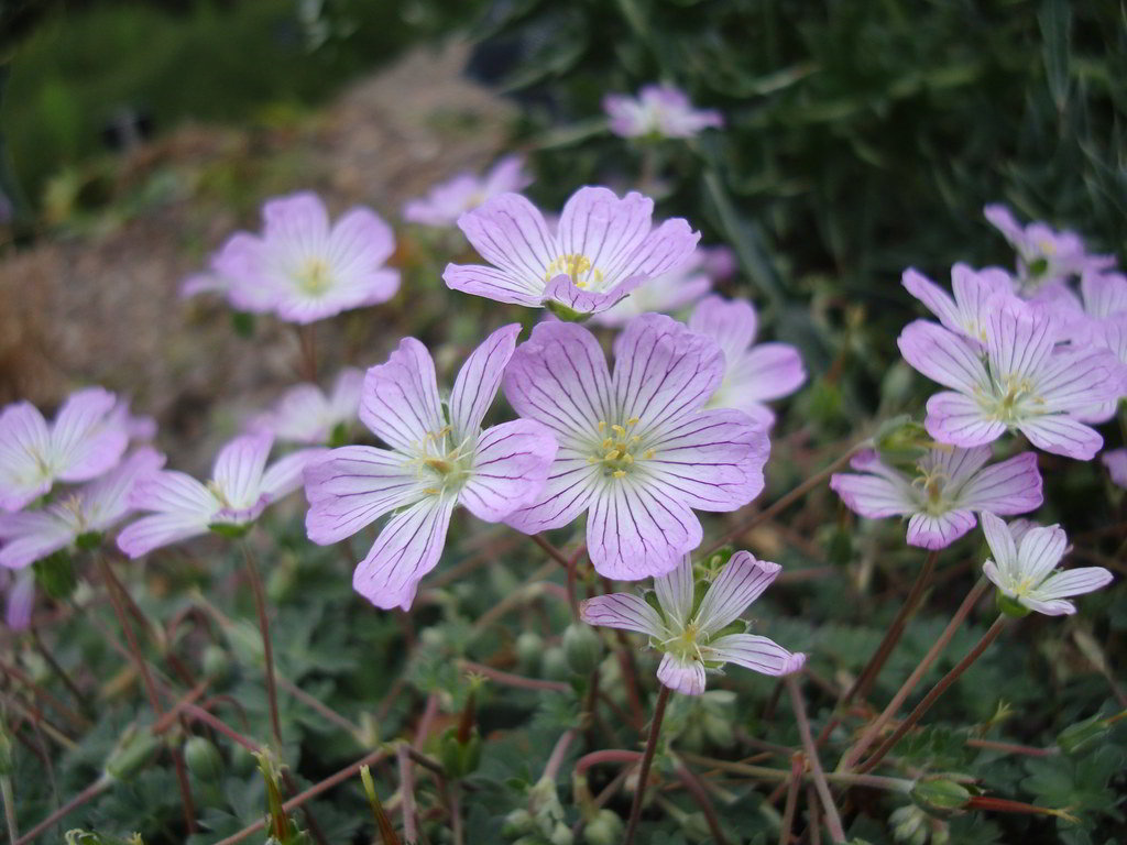 Geranium cinereum subsp. cinereum / Герань пепельная