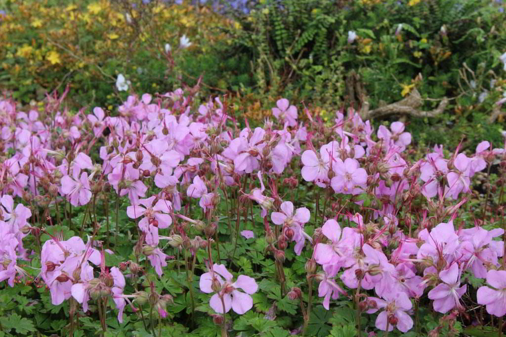 Geranium dalmaticum / Герань далматская