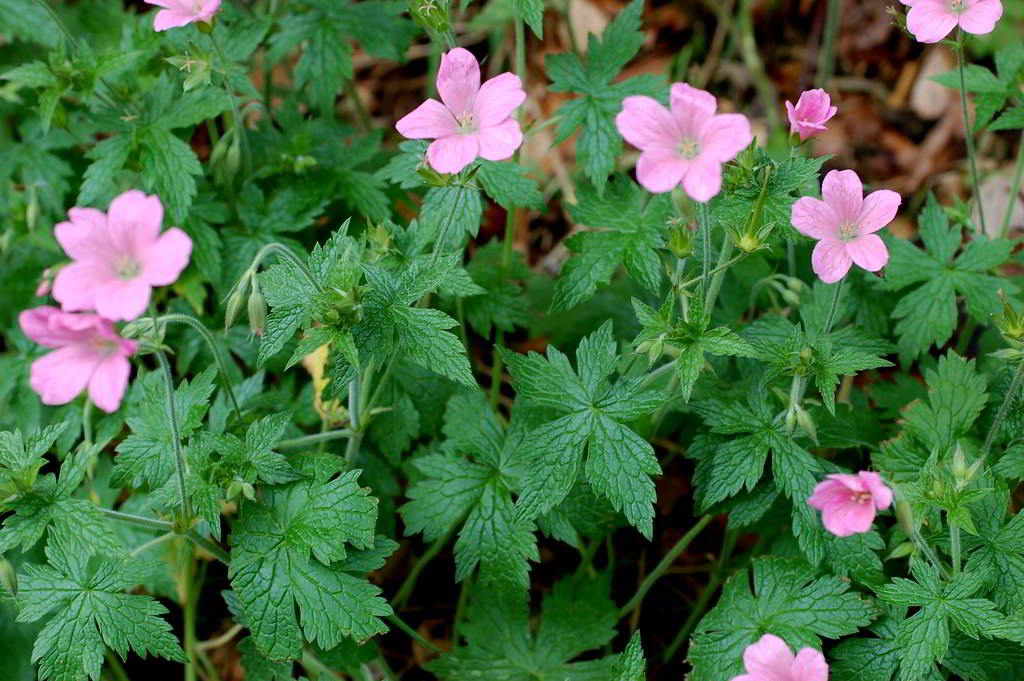 Geranium endressii / Герань Эндресса, или пиренейская