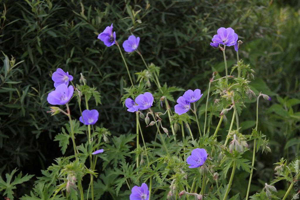 Geranium himalayense «Johnson`s Blue» / Герань гималайская, или крупноцветковая