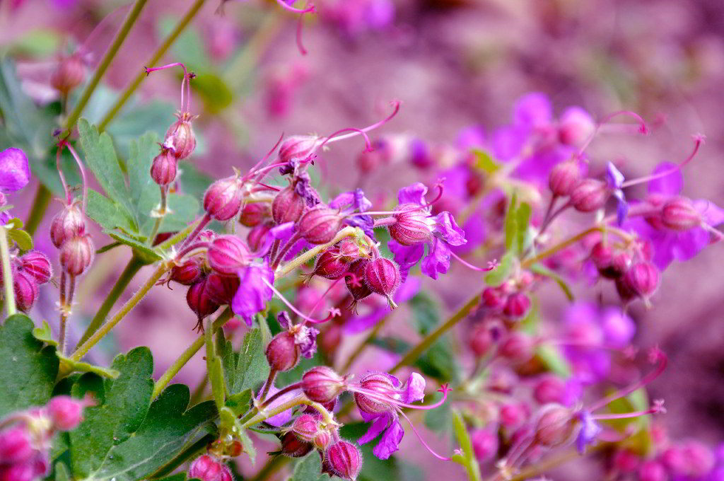 Geranium macrorrhizum / Герань крупнокорневищная, или балканская