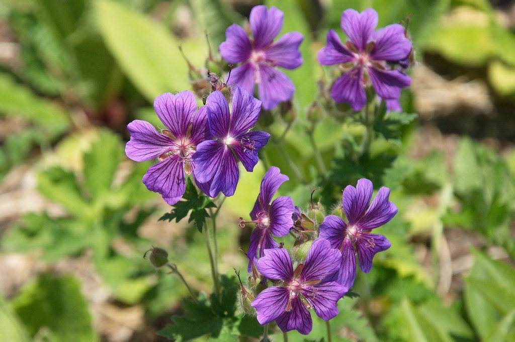 Geranium x magnificum «Rosemoor» / Герань великолепная «Rosemoor»