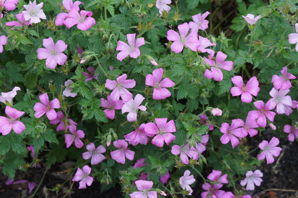 Geranium x oxonianum «Claridge Druce» / Герань оксонианум «Claridge Druce»