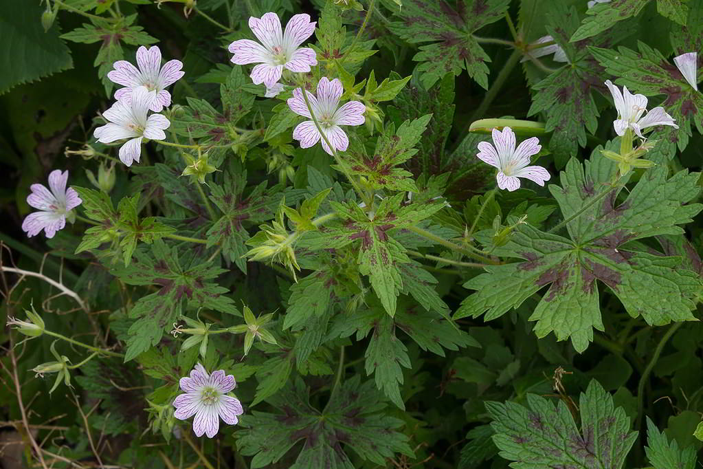 Geranium renardii / Герань Ренарда