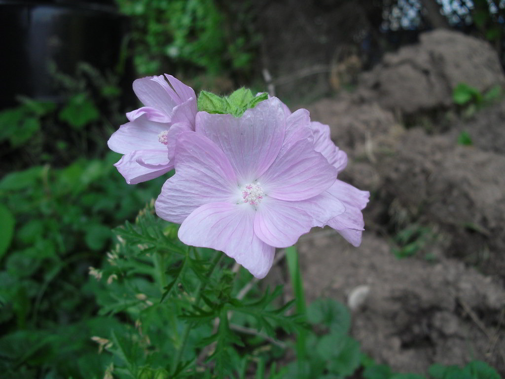 Geranium sanguineum var. sanguineum / Герань кровяно-красная