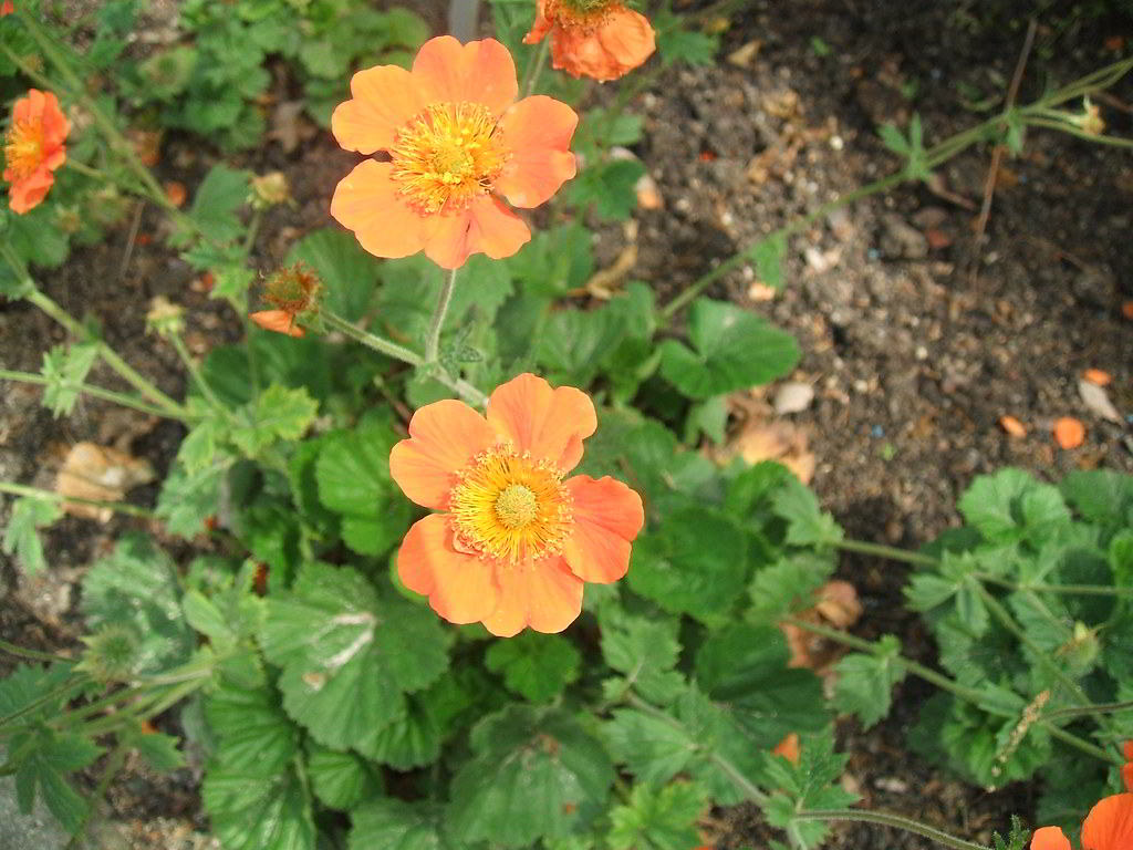 Geum coccineum «Borisii» / Гравилат ярко-красный «Borisii»