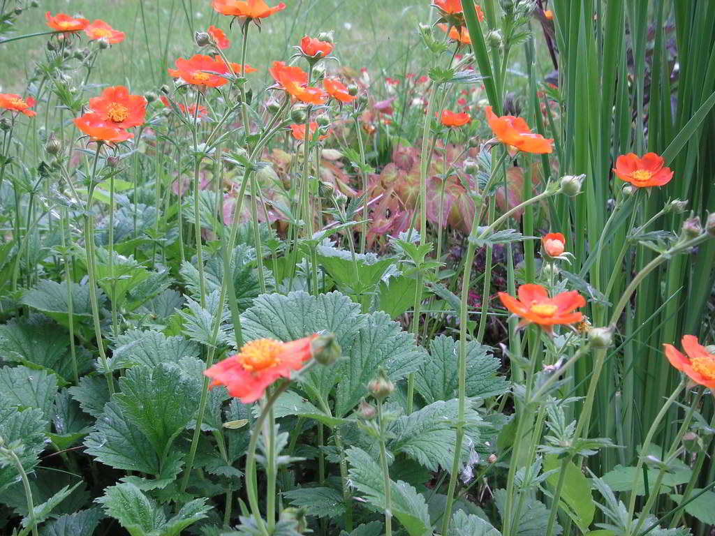 Geum Cultivars / Гравилат гибридный