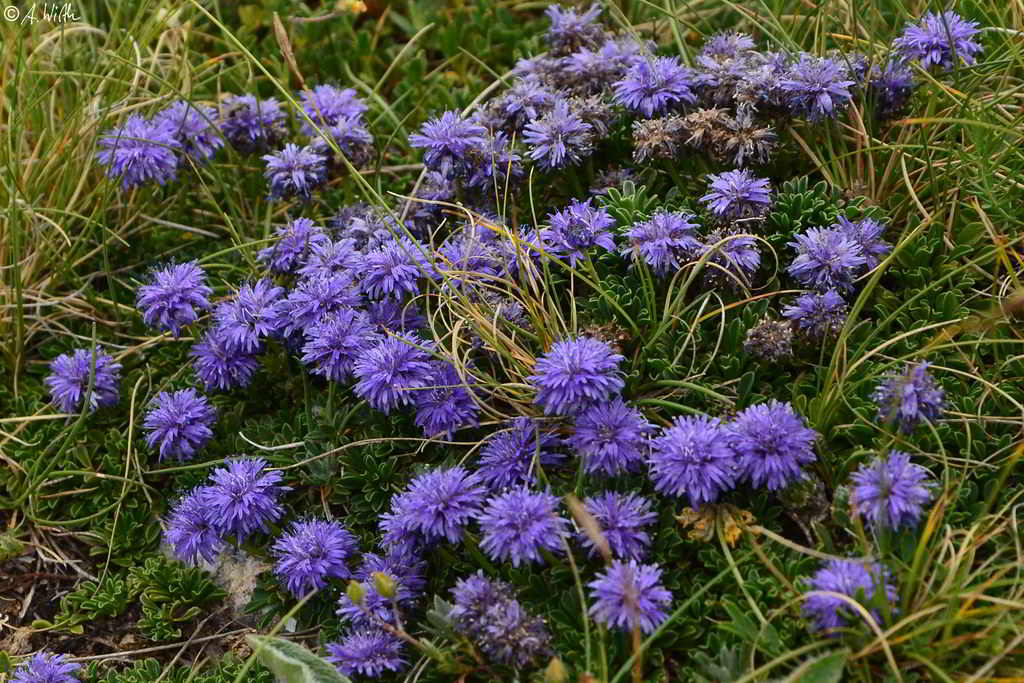 Globularia cordifolia / Глобулярия  сердцевиднолистная