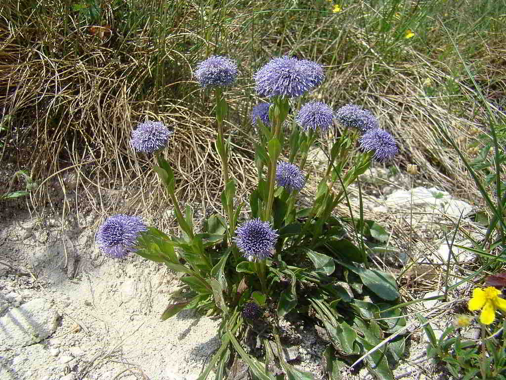 Globularia punctata / Глобулярия точечная