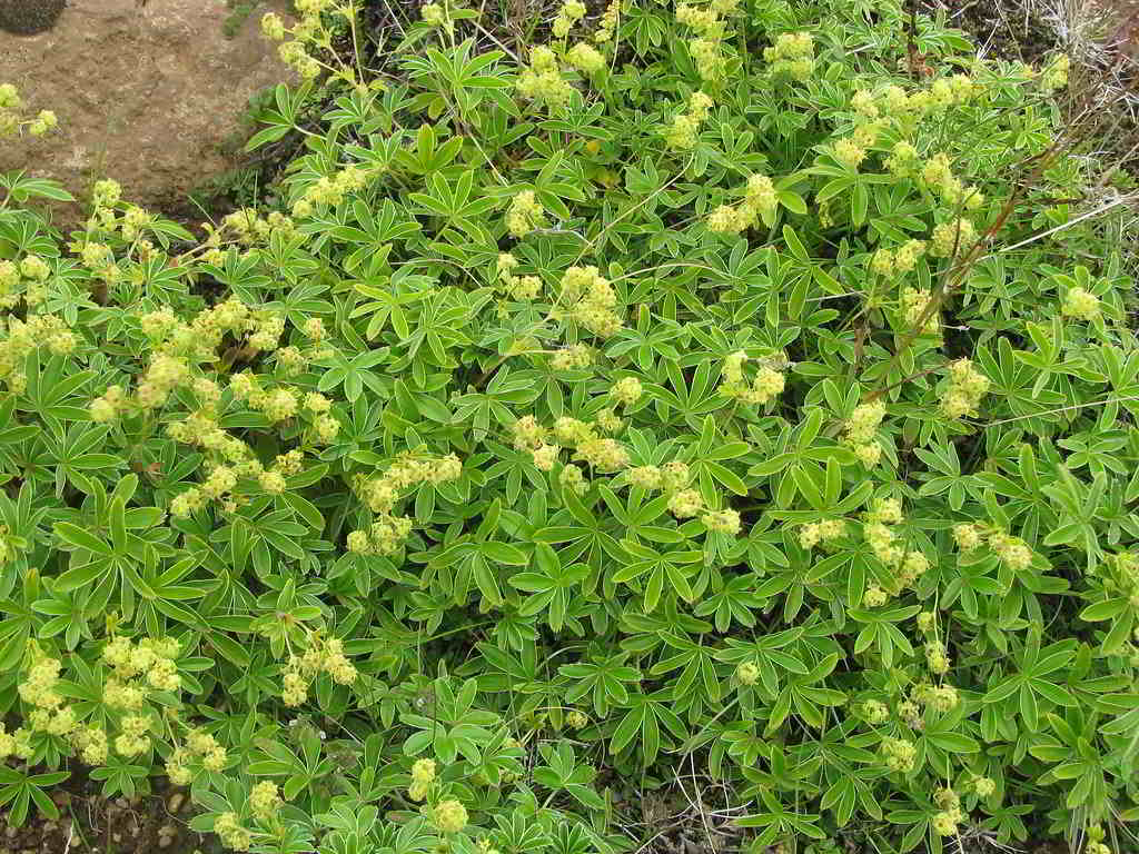 Alchemilla alpina / Манжетка альпийская