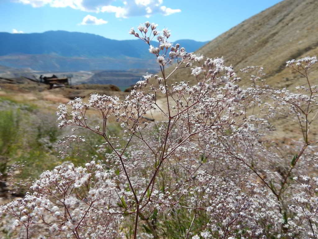 Gypsophila paniculata / Гипсофила метельчатая