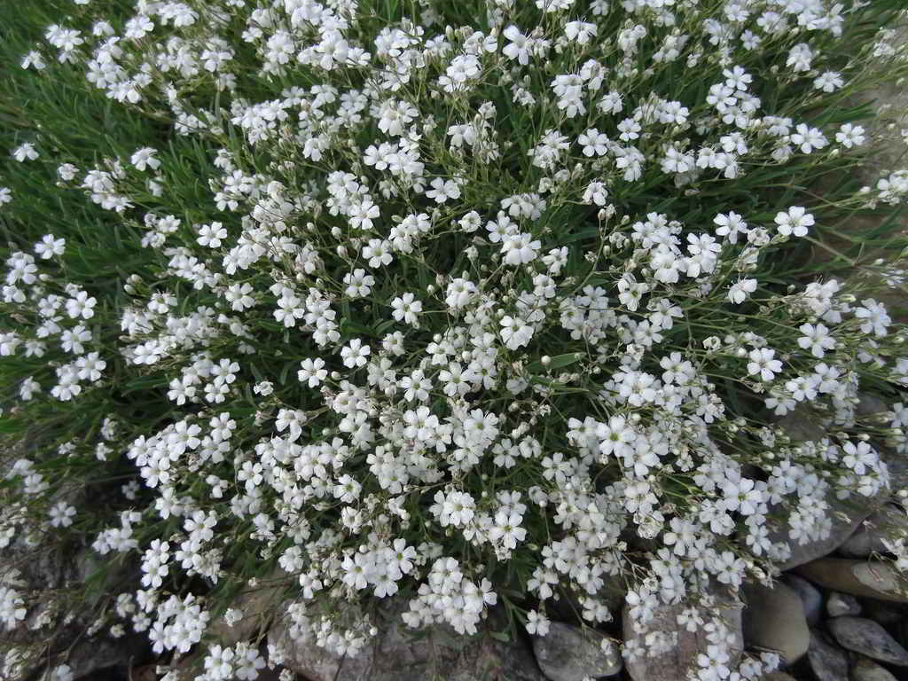 Gypsophila repens / Гипсофила ползучая