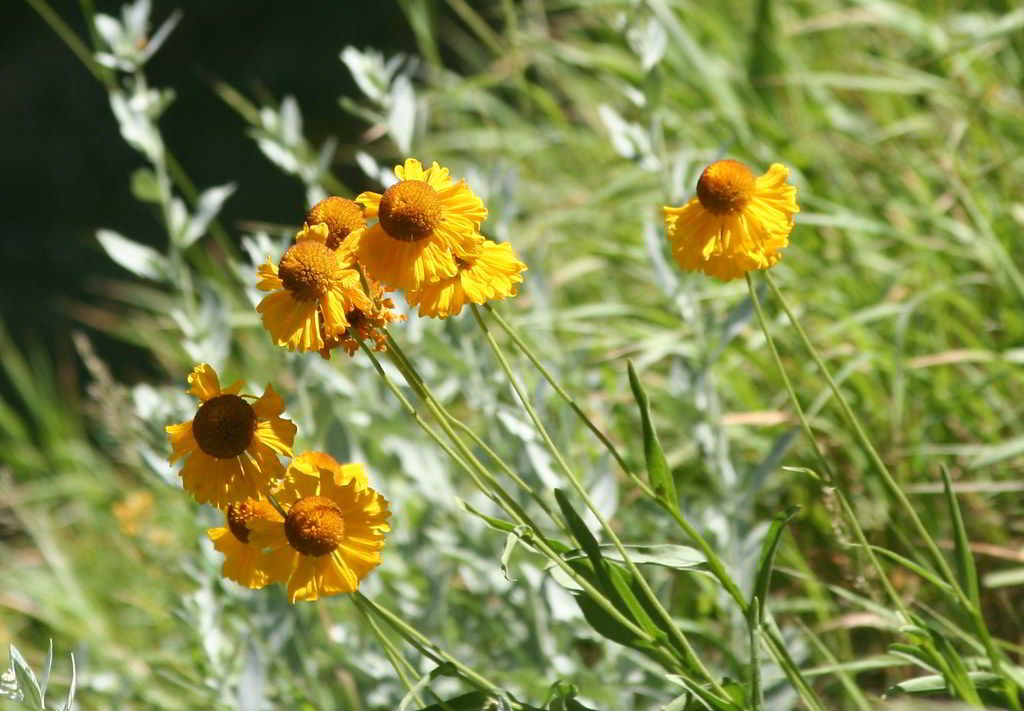 Helenium bigelovii «The Bishop» / Гелениум Бигелоу «The Bishop»