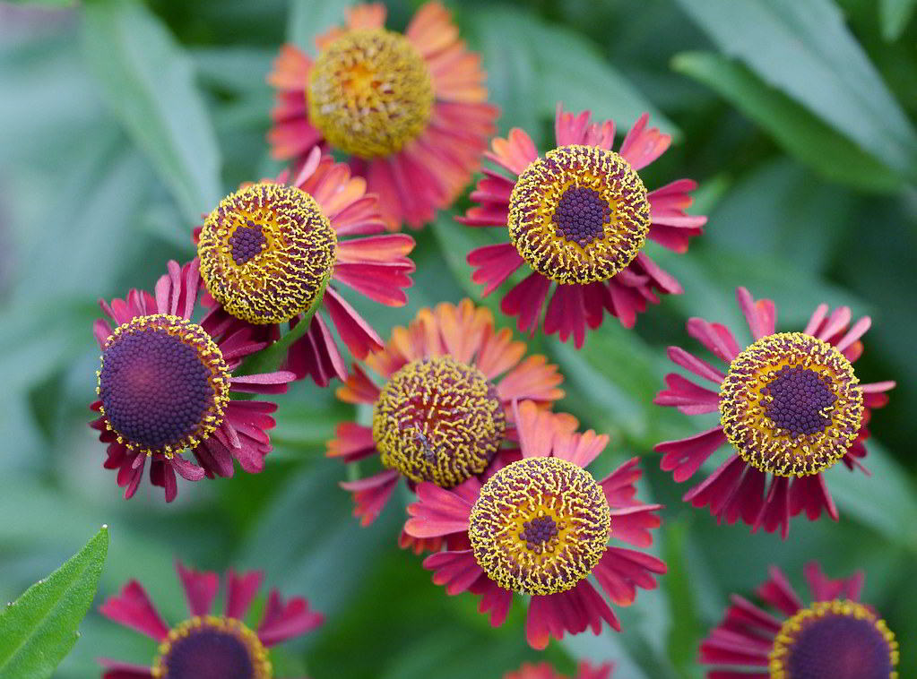 Helenium Cultivars / Гелениум гибридный